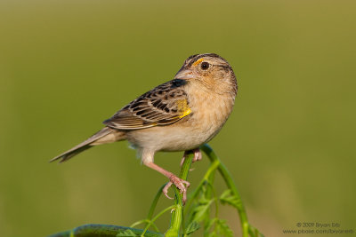 Grasshopper-Sparrow_X8L1840.jpg