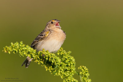 Grasshopper-Sparrow_X8L2194.jpg