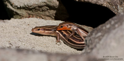Five-Lined-Skinks-Mating_X8L5661.jpg