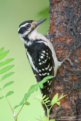 Hairy-Woodpecker_X8L3501.jpg