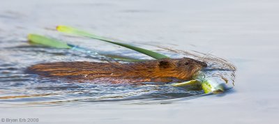 Muskrat_X8L2124-Edit.jpg