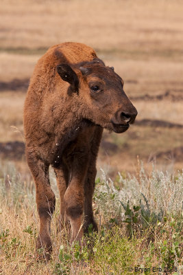 Bison-Calf_MG_0255.jpg