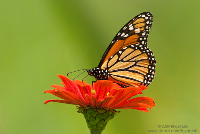 Monarch-on-Flower_X8L4044.jpg