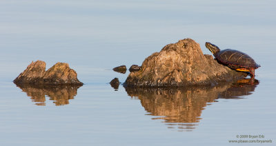 Painted-Turtle_X8L5632.jpg