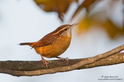 Carolina-Wren_X8L6119.jpg