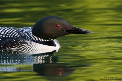 Common-Loon-IMG_2525.jpg