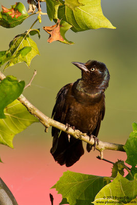 Common-Grackle-IMG_2453.jpg