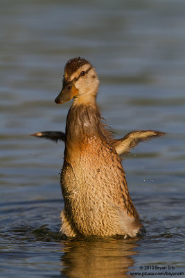 Baby-Mallard-Wing-Flap-IMG_2619.jpg