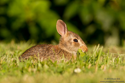 Young-Cottontail-IMG_2585.jpg