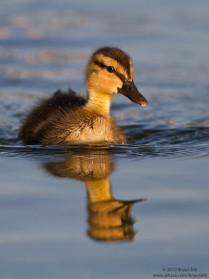 Mallard-Duckling-IMG_2752.jpg