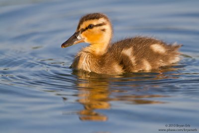 Mallard-Duckling-IMG_2637.jpg