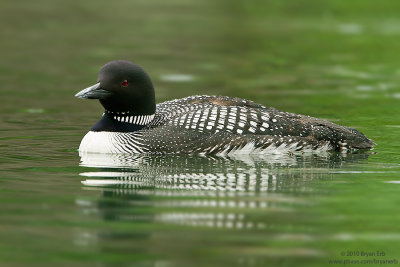 Common-Loon-IMG_2860.jpg