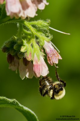 Bumblebee-on-Flower-IMG_2340.jpg
