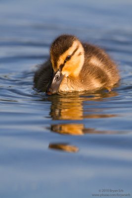 Mallard-Duckling-IMG_2632.jpg