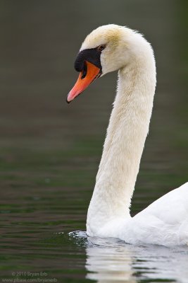 Swan-IMG_3054.jpg