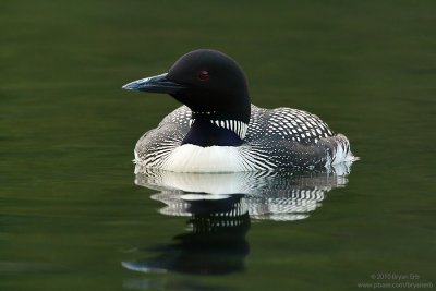 Common-Loon-IMG_3062.jpg