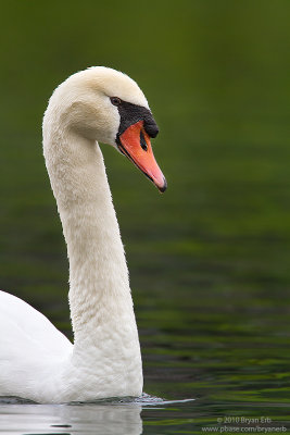 Swan-IMG_3051.jpg