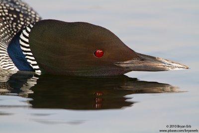 Common-Loon-IMG_3709.jpg