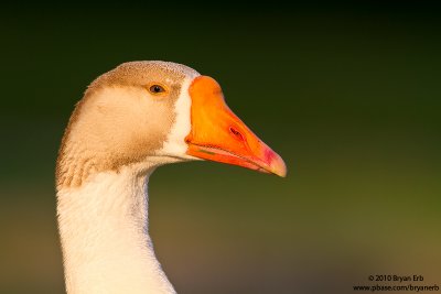 Goose-Portrait-IMG_3695.jpg