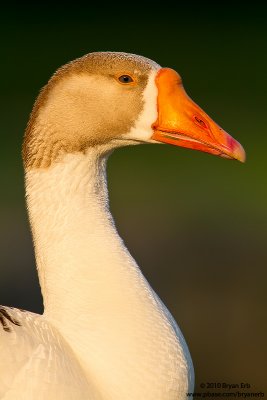 Goose-IMG_3701.jpg