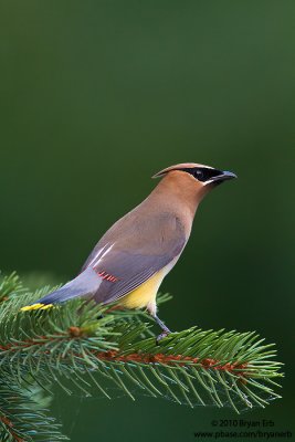 Cedar-Waxwing_MG_4396.jpg