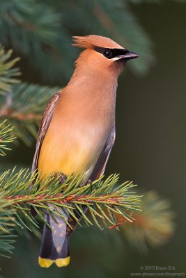 Cedar-Waxwing_MG_4581.jpg