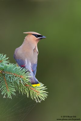 Cedar-Waxwing_MG_4492.jpg