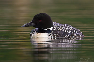 Common-Loon_MG_4627.jpg