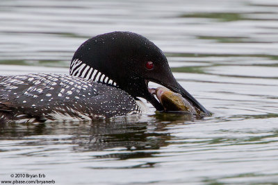 Common-Loon_MG_4444.jpg