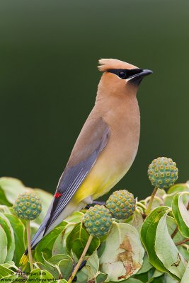 Cedar-Waxwing_MG_4680.jpg