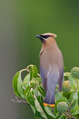 Cedar-Waxwing_MG_4695.jpg