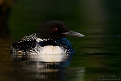 Common-Loon_MG_4708.jpg