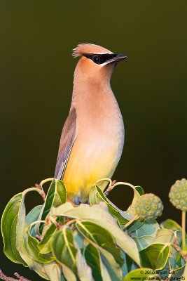 Cedar-Waxwing_MG_4785.jpg