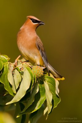 Cedar-Waxwing_MG_5001.jpg