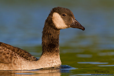 Young-Canada-Goose_MG_3993.jpg