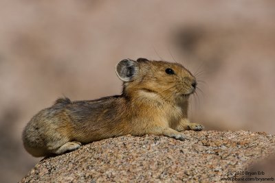 Pika_MG_5637.jpg