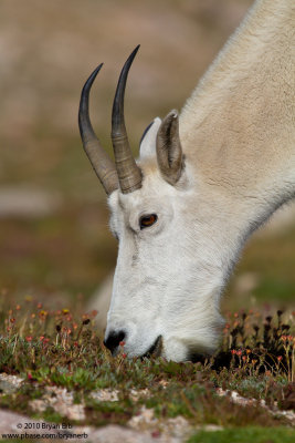 Mountain-Goat_MG_5681.jpg