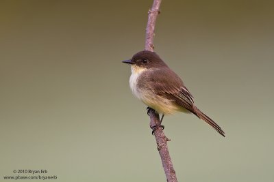 Eastern-Phoebe_MG_5910.jpg