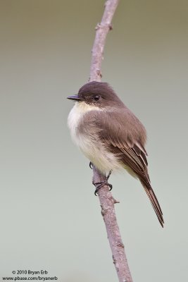 Eastern-Phoebe_MG_5974.jpg