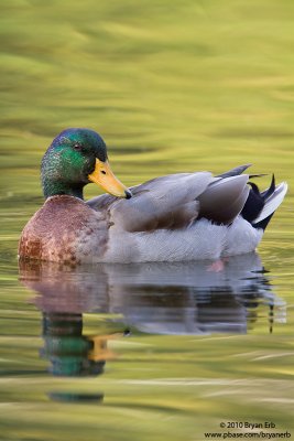 Mallard-Drake_MG_6402.jpg