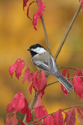 Black-Capped-Chicadee-Fall-Color.jpg