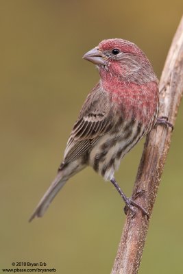 House-Finch-Male_MG_7549.jpg