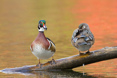 Wood-Ducks_MG_6707.jpg