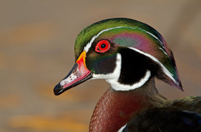 Wood-Duck_MG_6673.jpg