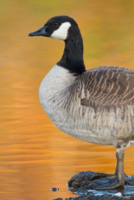 Canada-Goose_MG_7301.jpg