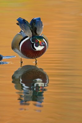 Wood-Duck_MG_7320.jpg