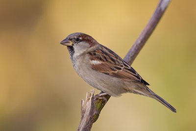 House-Sparrow_MG_6986.jpg