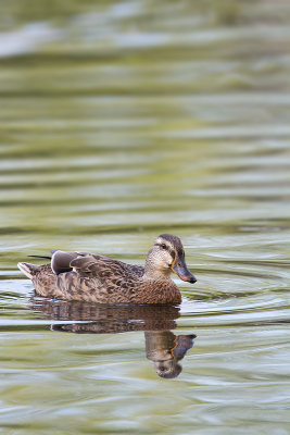 Mallard_MG_6269.jpg