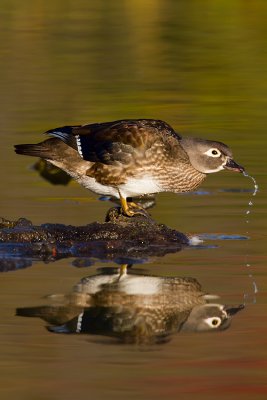 Wood-Duck-Drink_MG_6935.jpg