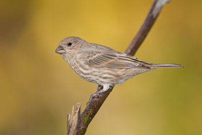 House-Finch-Female_MG_6992.jpg